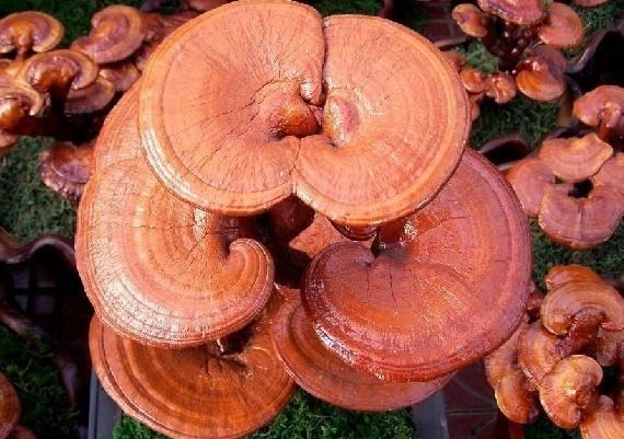 O extrato de Reishi pode aumentar a imunidade do corpo?