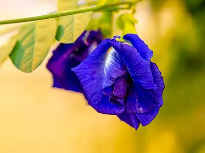 Um marco importante para a indústria de alimentos-Fda aprova a cor natural dos alimentos azuis da flor de ervilha borboleta.
