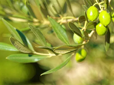 Coisas que você não sabe sobre o extrato de folha de oliveira
