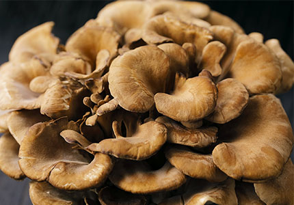 Desbloqueando o poder do extrato de cogumelo Maitake: benefícios, processamento e estudos clínicos
