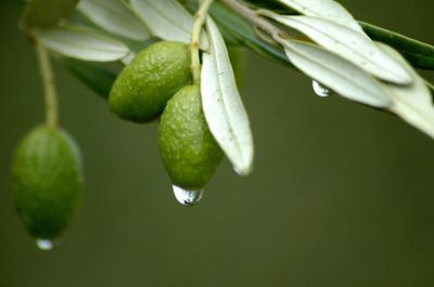 O que você não sabia sobre o extrato de folha de oliveira