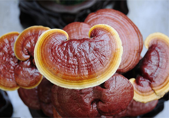 Valor nutricional do extrato de Reishi