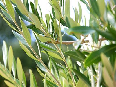 Extrato de folha de oliveira-Benefícios para uma melhor saúde e pele