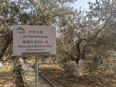 Como a Olive Tree começou a cultivar na China?