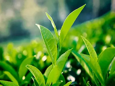O extrato de chá verde pode reduzir a gordura no sangue?