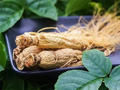 Faixa de aplicação e função do extrato de panax ginseng