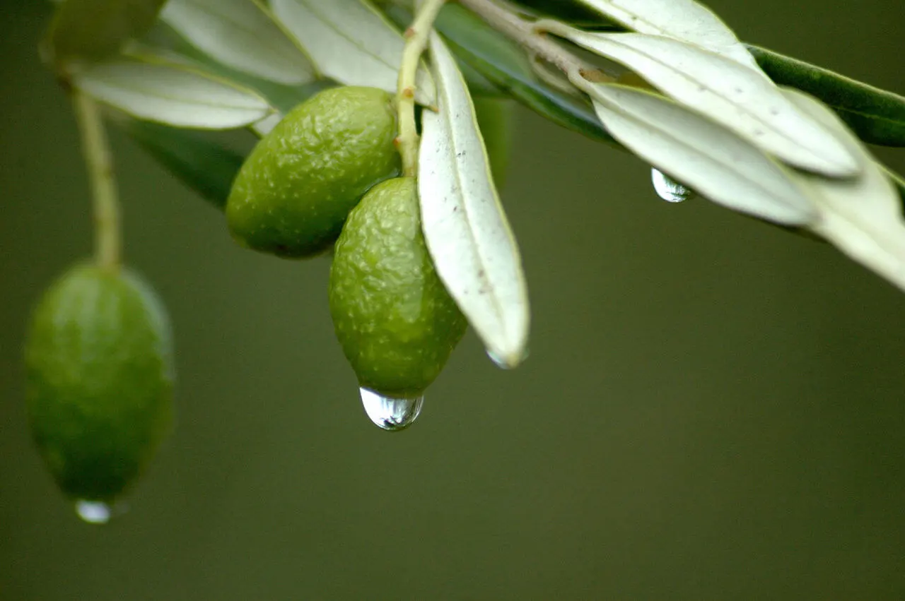 Extrato de folha de oliveira ajuda a prevenir doenças cardiovasculares e hipertensão