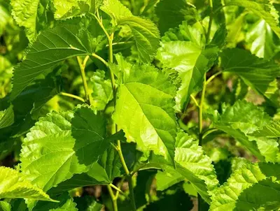 A participação do Extrato de Folha de Mulberry da Biotecnologia ACE MulBalanceTM in vivo Teste Exerto Efeito de Controle de Glicose Sanguínea Parece Realmente Promissor!